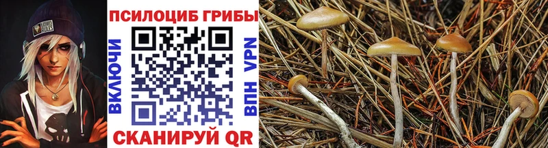 Псилоцибиновые грибы Psilocybine cubensis Курганинск